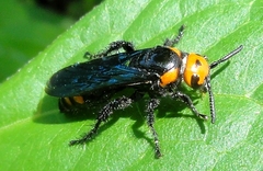 Scolia binotata