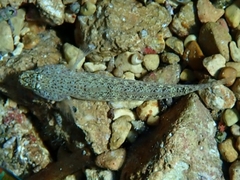 Gobius incognitus