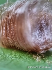 Aspidimorpha miliaris