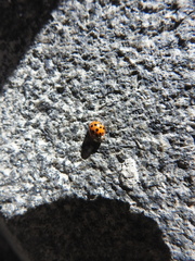 Harmonia axyridis