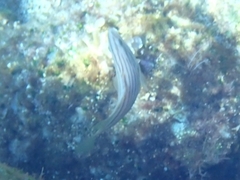 Epinephelus costae