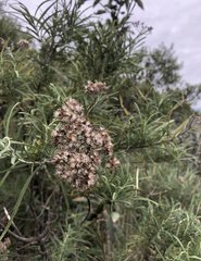 Grazielia serrata