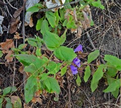 Penstemon serrulatus