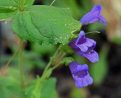 Penstemon serrulatus