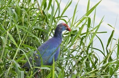 Porphyrio poliocephalus