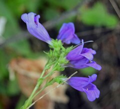 Penstemon serrulatus