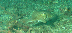 Sepia latimanus