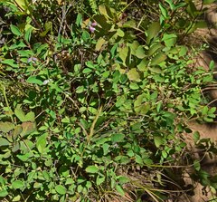Symphoricarpos mollis