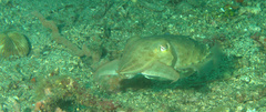 Sepia latimanus