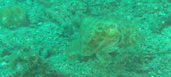 Sepia latimanus