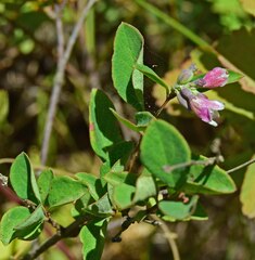 Symphoricarpos mollis