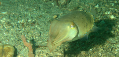 Sepia latimanus