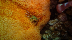 Allopetrolisthes spinifrons