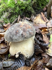 Boletus aereus