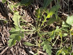 Engelmannia peristenia