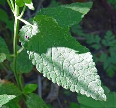 Stachys chamissonis cooleyae