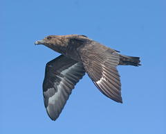Stercorarius antarcticus