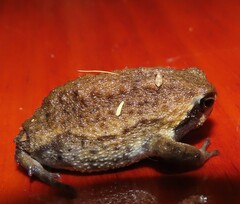 Breviceps sopranus