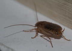 Ectobius vittiventris