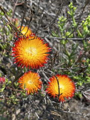 Drosanthemum bicolor