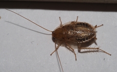 Ectobius vittiventris