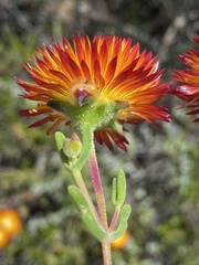 Drosanthemum bicolor