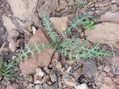 Echinops erinaceus
