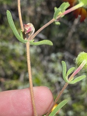 Drosanthemum bicolor