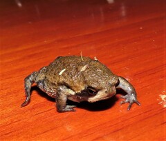 Breviceps sopranus