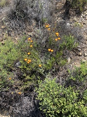 Drosanthemum bicolor