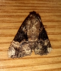 Hypena obsitalis