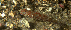Istigobius decoratus