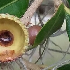 Belonocnema treatae