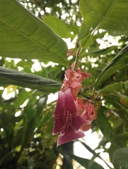 Drymonia conchocalyx