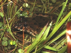 Fejervarya cancrivora