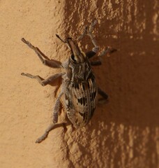 Coniocleonus excoriatus