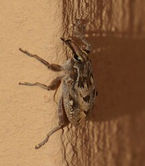 Coniocleonus excoriatus