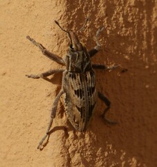 Coniocleonus excoriatus