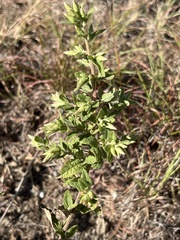 Brickellia cylindracea