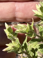 Brickellia cylindracea