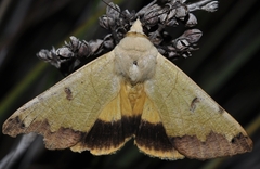Ophiusa tirhaca