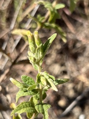 Brickellia cylindracea