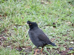 Acridotheres cristatellus