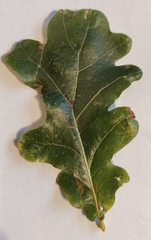 Quercus petraea