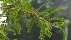 Sophora cassioides