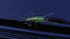 Meconema meridionale