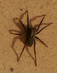 Lycosoidea