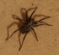 Lycosoidea