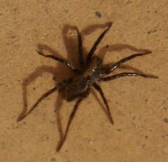 Lycosoidea