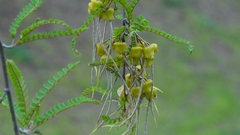 Sophora cassioides